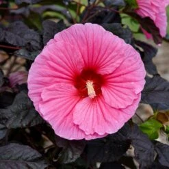 SUMMERIFIC® EDGE OF NIGHT HARDY HIBISCUS