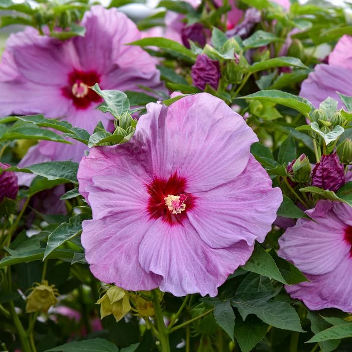 SUMMERIFIC® LILAC CRUSH HARDY HIBISCUS 4 SUMMERIFIC® LILAC CRUSH HARDY HIBISCUS - Image 2