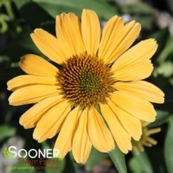 COLOR CODED® ONE IN A MELON CONEFLOWER 7 COLOR CODED® ONE IN A MELON CONEFLOWER -Sooner Plant Farm Shop DETA 4997
