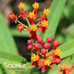 RED BUTTERFLIES MILKWEED -Sooner Plant Farm Shop DETA 4999