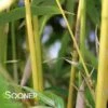 GOLDEN GODDESS CLUMPING BAMBOO -Sooner Plant Farm Shop DETA 5000