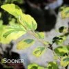 LITTLE PROSPECT VARIEGATED WITCH HAZEL -Sooner Plant Farm Shop DETA 5012
