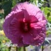 LUNA™ ROSE HARDY HIBISCUS -Sooner Plant Farm Shop DETA 5016