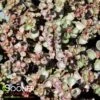 DRAGON'S BLOOD SEDUM 2 DRAGON'S BLOOD SEDUM -Sooner Plant Farm Shop DETA 5022