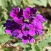 ENDURASCAPE™ DARK PURPLE VERBENA -Sooner Plant Farm Shop DETA 5028