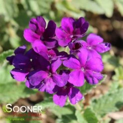 ENDURASCAPE™ DARK PURPLE VERBENA