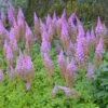 PURPLE CANDLES ASTILBE -Sooner Plant Farm Shop DETA 5053