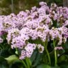 FAIRYTALE ROMANCE BERGENIA -Sooner Plant Farm Shop DETA 5054