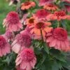 DOUBLE DIPPED™ RAINBOW SHERBET CONEFLOWER -Sooner Plant Farm Shop DETA 5056