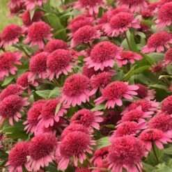 DOUBLE CODED® RASPBERRY BERET CONEFLOWER -Sooner Plant Farm Shop DETA 5057