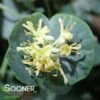 KINTZLEY'S GHOST® GRAPE HONEYSUCKLE -Sooner Plant Farm Shop DETA 5070