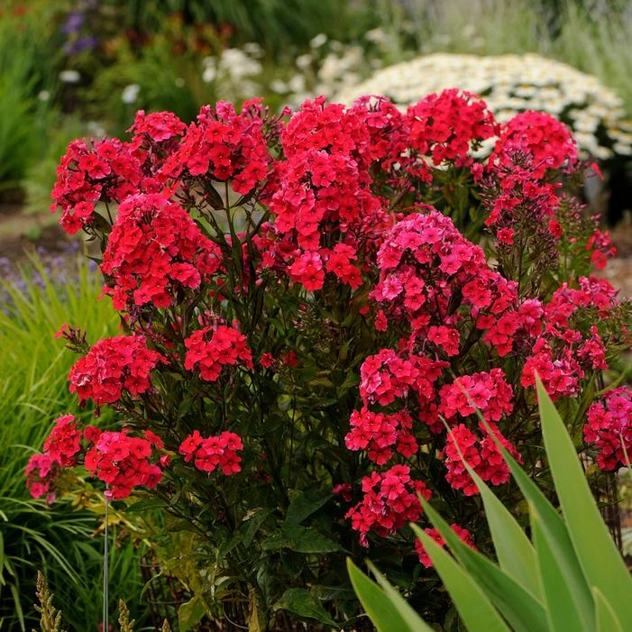 RED RIDING HOOD GARDEN PHLOX 3 RED RIDING HOOD GARDEN PHLOX