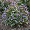 PINK-A-BLUE LUNGWORT -Sooner Plant Farm Shop DETA 5079