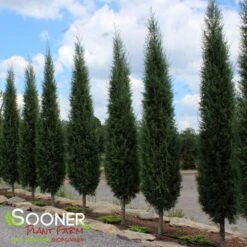 TAYLOR JUNIPER - FORMAL STYLE -Sooner Plant Farm Shop DETA 5085