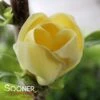 YELLOW BIRD MAGNOLIA -Sooner Plant Farm Shop DETA 5086