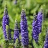ROYAL CANDLES SPEEDWELL -Sooner Plant Farm Shop DETA 509