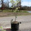 CLOUD 9 DOGWOOD -Sooner Plant Farm Shop DETA 5097
