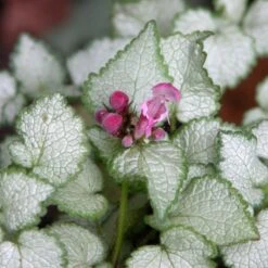 BEACON SILVER SPOTTED DEADNETTLE