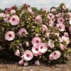 HEAD OVER HEELS® BLUSH™ HARDY HIBISCUS -Sooner Plant Farm Shop DETA 5133