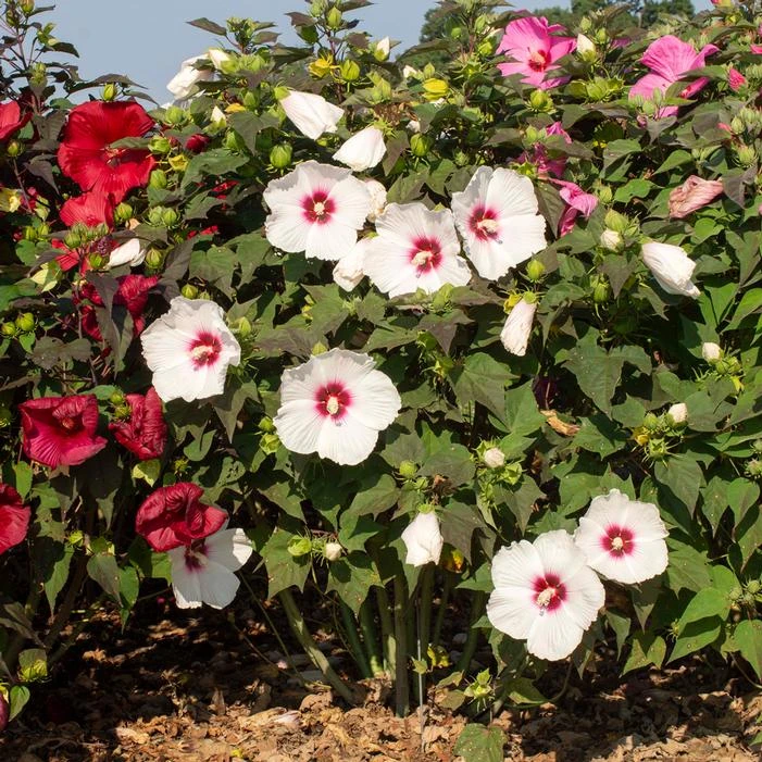 HEAD OVER HEELS® DREAM™ HARDY HIBISCUS 5 HEAD OVER HEELS® DREAM™ HARDY HIBISCUS - Image 3
