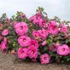 HEAD OVER HEELS® PASSION⢠HARDY HIBISCUS 2 HEAD OVER HEELS® PASSION⢠HARDY HIBISCUS -Sooner Plant Farm Shop DETA 5136