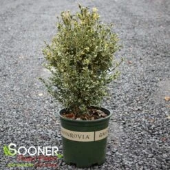 VARIEGATED ENGLISH BOXWOOD