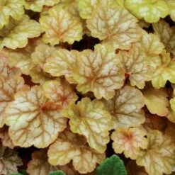 GINGER ALE CORAL BELLS 8 GINGER ALE CORAL BELLS -Sooner Plant Farm Shop DETA 515