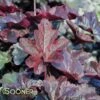 OBSIDIAN CORAL BELLS -Sooner Plant Farm Shop DETA 518