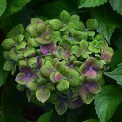 FROGGIE™ HYDRANGEA -Sooner Plant Farm Shop DETA 5182