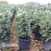 COLORADO BLUE SPRUCE -Sooner Plant Farm Shop DETA 5186