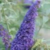 BUZZ® SKY BLUE BUTTERFLY BUSH 1 BUZZ® SKY BLUE BUTTERFLY BUSH -Sooner Plant Farm Shop DETA 5217