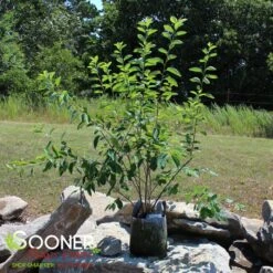 PRINCESS DIANA SERVICEBERRY 7 PRINCESS DIANA SERVICEBERRY -Sooner Plant Farm Shop DETA 5220