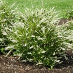 SUMMER SPARKLER™ SUMMERSWEET -Sooner Plant Farm Shop DETA 5226