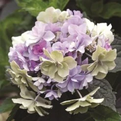 FELICITY™ HYDRANGEA -Sooner Plant Farm Shop DETA 5230