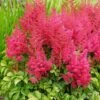 YOUNIQUE™ RUBY RED ASTILBE -Sooner Plant Farm Shop DETA 5243