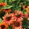 BUTTERFLY™ ORANGE SKIPPER CONEFLOWER