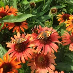 BUTTERFLY™ ORANGE SKIPPER CONEFLOWER