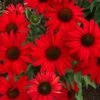 KISMET® RED CONEFLOWER