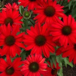 KISMET® RED CONEFLOWER