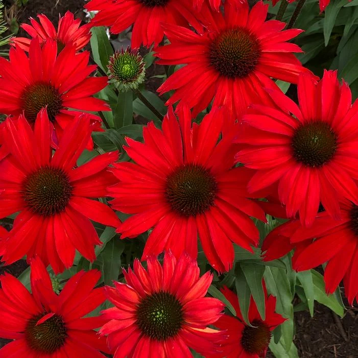 KISMET® RED CONEFLOWER 3 KISMET® RED CONEFLOWER