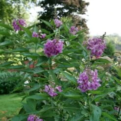 EL NIÑO™ CHITALPA -Sooner Plant Farm Shop DETA 5268