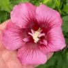 RED PILLAR™ ALTHEA -Sooner Plant Farm Shop DETA 5275
