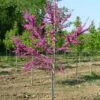 LUSCIOUS LAVENDER™ REDBUD -Sooner Plant Farm Shop DETA 5286