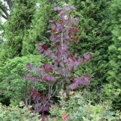 MIDNIGHT EXPRESS® REDBUD -Sooner Plant Farm Shop DETA 5287