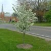 SWEET SUGAR TYME® CRABAPPLE -Sooner Plant Farm Shop DETA 5288