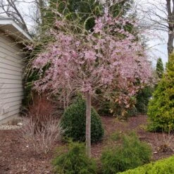PINK SNOW SHOWERS™ WEEPING CHERRY -Sooner Plant Farm Shop DETA 5289