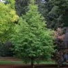 JADE PRINCE® DAWN REDWOOD -Sooner Plant Farm Shop DETA 5299