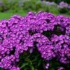 LAURA GARDEN PHLOX 2 LAURA GARDEN PHLOX -Sooner Plant Farm Shop DETA 5320