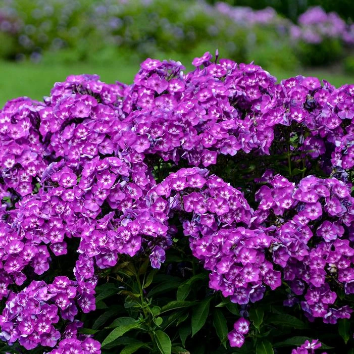 LAURA GARDEN PHLOX 3 LAURA GARDEN PHLOX
