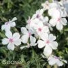 AMAZING GRACE CREEPING PHLOX -Sooner Plant Farm Shop DETA 5322